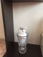 Японский бобтейл.