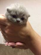 Шотландская вислоухая кошка.