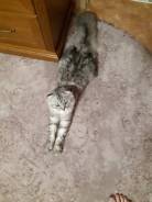 Кошки.