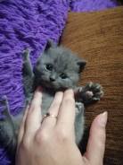 Шотландская кошка.