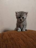 Шотландская прямоухая кошка.