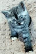 Шотландская прямоухая кошка.