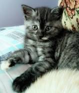 Шотландская прямоухая кошка.