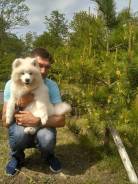Самоедская собака. Под заказ