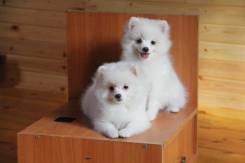 Немецкий шпиц.