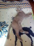 Вязка кошек.