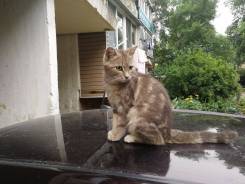 Кошки.