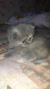 Шотландская вислоухая кошка.