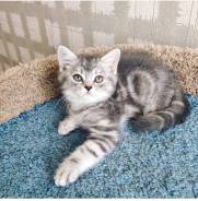 Шотландская кошка. Под заказ