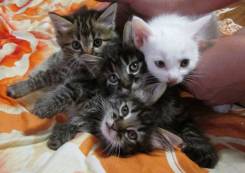 Кошки.