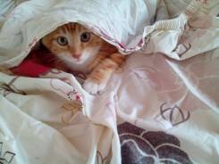 Кошки.