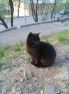 Кошки.