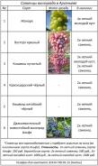 Виноград.