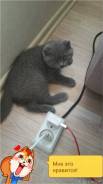 Шотландская вислоухая кошка.