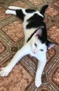 Кошки.