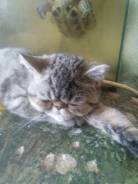 Экзотическая короткошерстная кошка.
