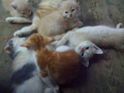 Кошки.