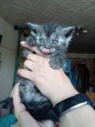 Шотландская прямоухая кошка.