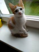 Кошки.