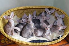 Ориентальная кошка.