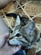 Отдам котёнка