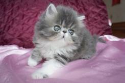 Персидская кошка.