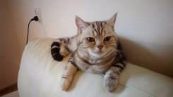 Шотландская кошка.