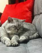 Британская кошка.