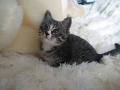 Кошки.