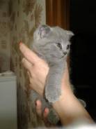 Шотландская кошка.