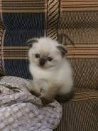Шотландская вислоухая кошка.