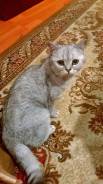 Шотландская кошка.