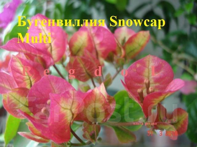 Snowcap multi бугенвиллия фото