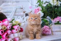 Шотландская прямоухая длинношерстная кошка. Под заказ
