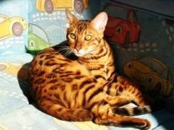 Бенгальская кошка.