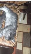 Курильский бобтейл.
