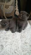 Шотландская кошка.