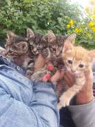 Отдадим котят в хорошие руки!