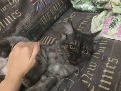 Шотландская кошка.