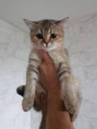 Британская кошка.
