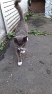 Котик домашний появился на улице, очень ласковый, заберите в дом