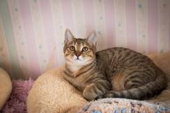 Кошки.
