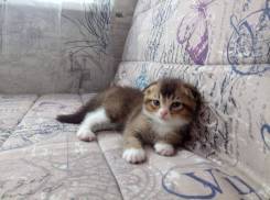 Шотландская кошка.