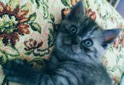 Шотландская прямоухая кошка.