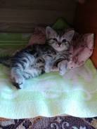 Шотландская прямоухая кошка.