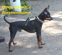 Той-терьер.