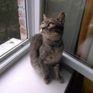 Кошки.
