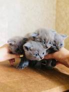 Шотландская вислоухая кошка.