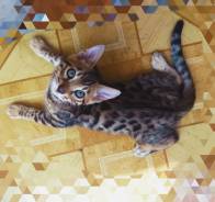 Бенгальская кошка.