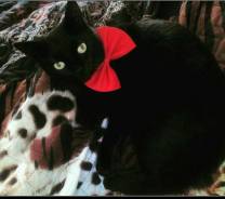 Кошки.